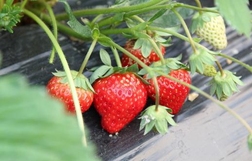 選購新鮮草莓的技巧