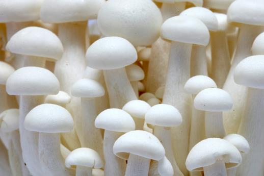怎麼分辨有毒蘑菇？教你挑蘑菇的技巧