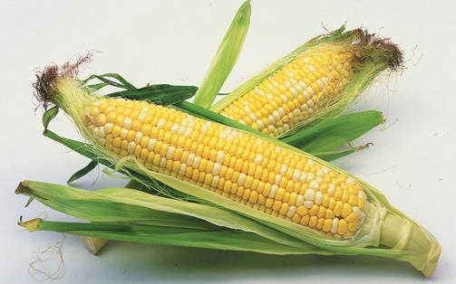 玉米成熟季 選購有要點