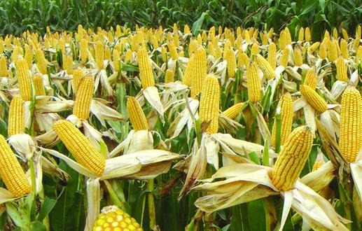 怎麼挑選出好吃的玉米 玉米保存比較好