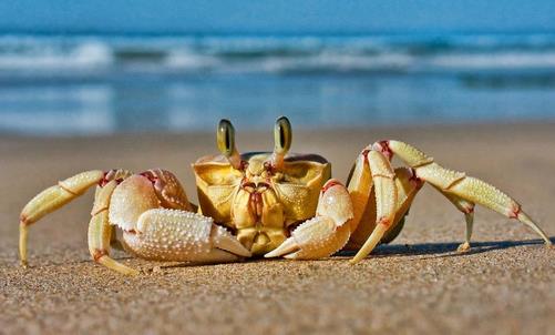秋季吃螃蟹 怎樣選購儲存