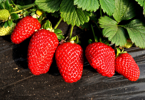 草莓怎麼洗才干淨-草莓怎麼保存