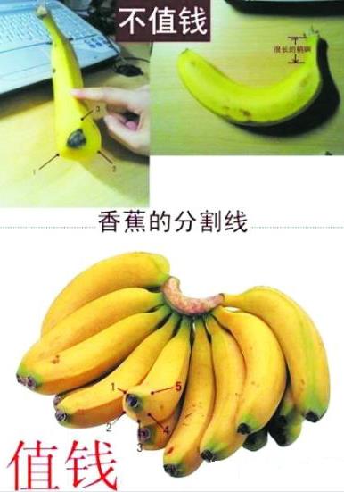 是香蕉還是芭蕉？芭蕉和香蕉的區別
