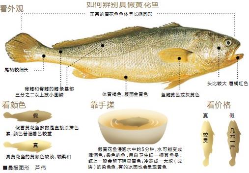 黃花魚選購技巧：教你如何辨別“染色黃花魚”