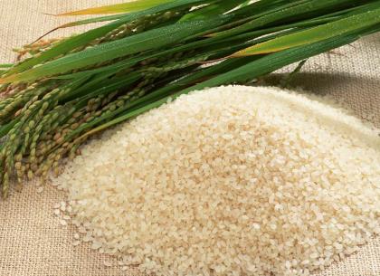 什麼樣的大米不能吃？如何挑選優質的大米