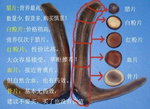 鹿茸片怎麼看真假？鹿茸片真假的辨別方法