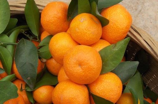 什麼樣的砂糖橘最甜？砂糖橘的挑選技巧