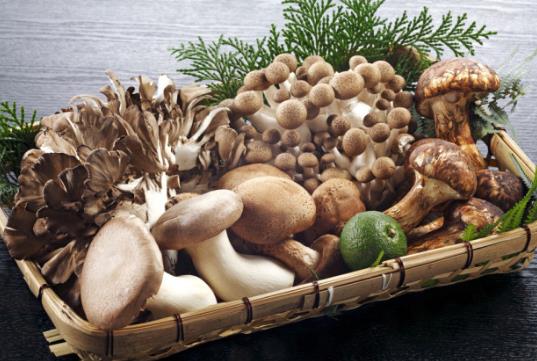新鮮蘑菇怎麼保存？鮮蘑菇的保存方法
