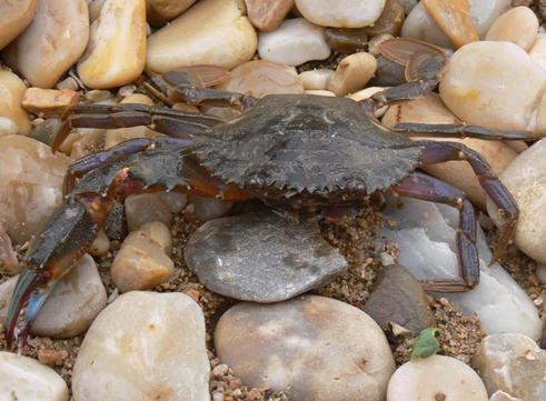 如何保存活的螃蟹？螃蟹的保鮮方法