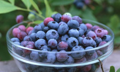 吃藍莓有什麼好處？藍莓能預防癌症