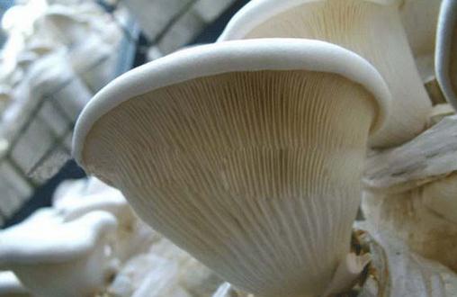 白靈菇的營養價值 白靈菇的做法大全