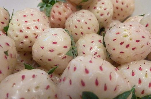 菠蘿莓應該怎麼吃？吃菠蘿莓的注意事項