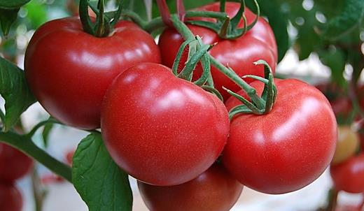 番茄的飲食方法及存儲技巧