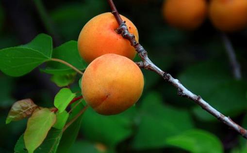 中醫講解關於杏子的功效與作用