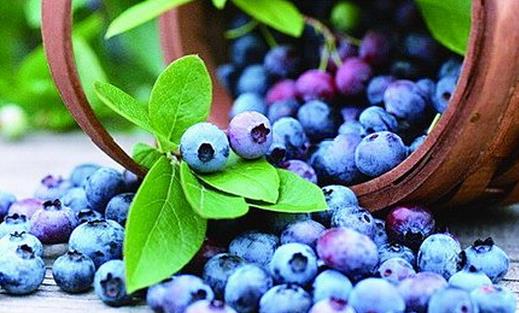 春季吃藍莓的10大好處