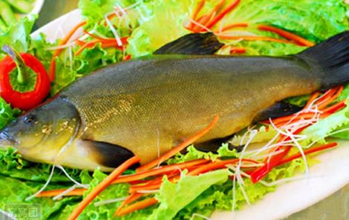 丁桂魚有什麼營養價值與功效？