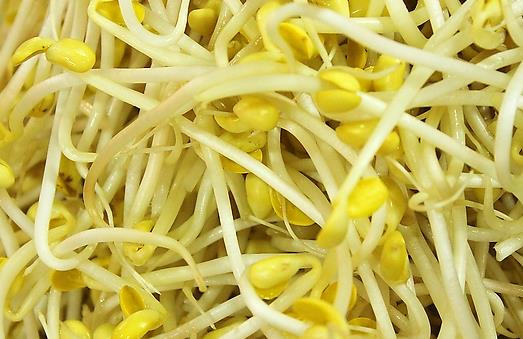 吃黃豆芽清熱明目 盤點黃豆芽的功效與作用