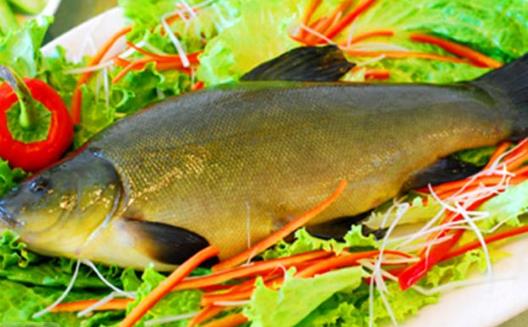 丁桂魚有哪些營養價值