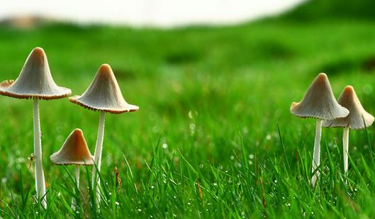 營養豐富美味的蘑菇 幾款關於蘑菇的食療方