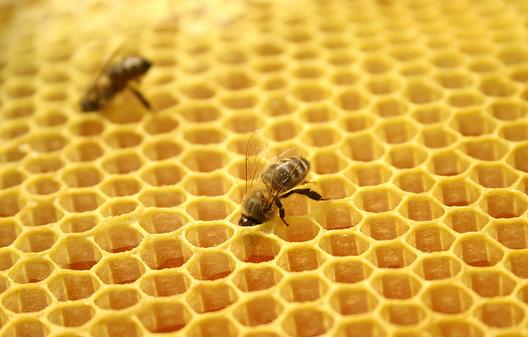 蜂膠有什麼功效？女人怎麼吃蜂膠美容