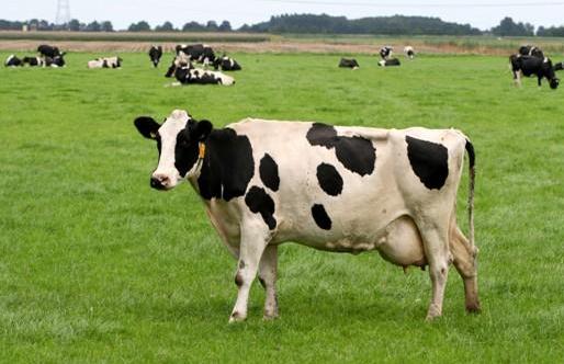 牛初乳有什麼作用？吃牛初乳有什麼好處？