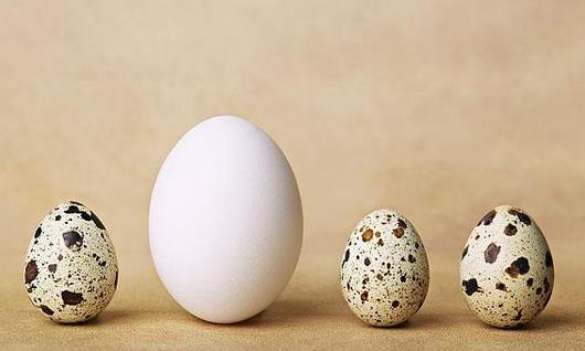 鹌鹑蛋和雞蛋有什麼區別？哪個營養價值更高？
