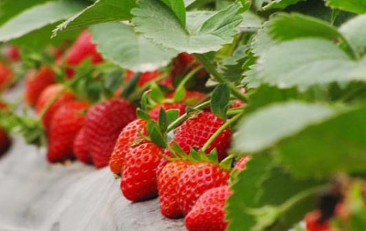 吃草莓有什麼好處？女性吃草莓可預防心髒病