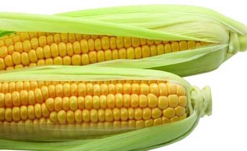 玉米為什麼能防癌？玉米的五大營養價值