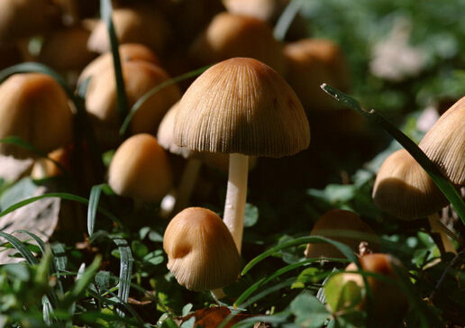 蘑菇味增湯的功效-健康身體從腸道開始