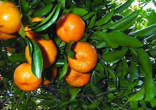 蘆柑的種植技術-蘆柑的功效與作用