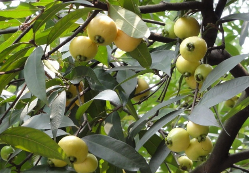 蒲桃的種植技術-蒲桃的功效與作用