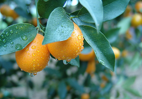 金橘的種植技術-金橘的功效與作用