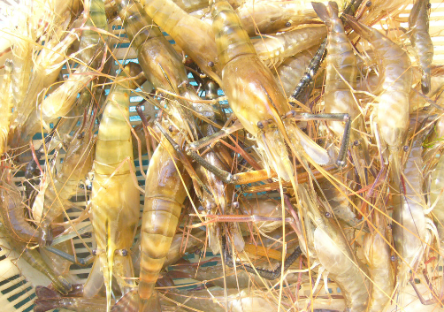 羅氏沼蝦的營養價值-羅氏沼蝦的做法