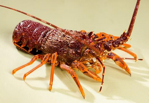 食用澳洲龍蝦的注意事項-澳洲龍蝦的營養價值