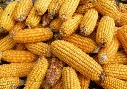 玉米的種植技術-玉米的功效與作用
