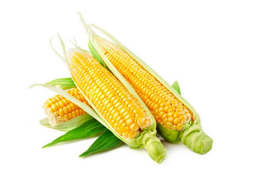 水果玉米的營養價值-水果玉米的種植技術