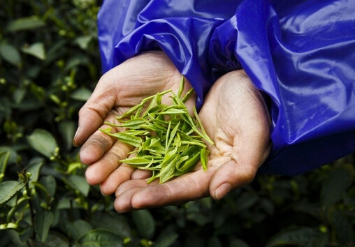 茶葉的種類-哪些茶葉屬於綠茶？