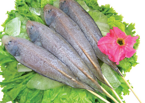 龍利魚的介紹-龍利魚和鲷魚哪個營養更好