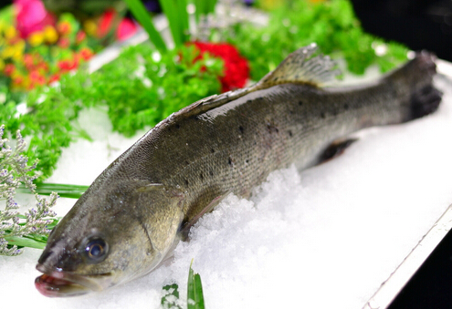 鲈魚的營養價值與功效-鲈魚的適宜人群