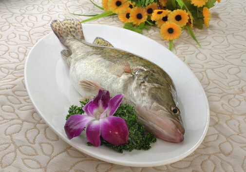 桂魚的營養價值與功效-桂魚的適用人群