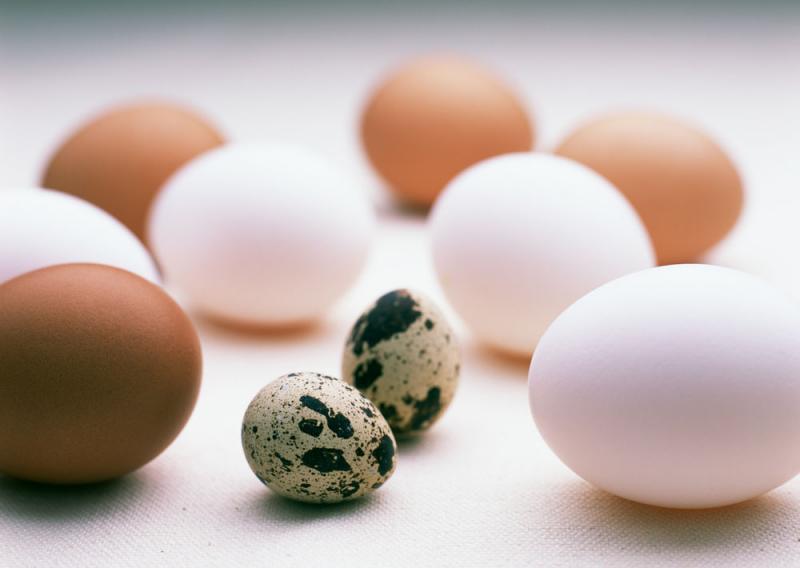 蛋的營養功效及適用人群