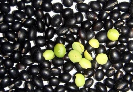 黑豆的營養價值-黑豆的功效與作用
