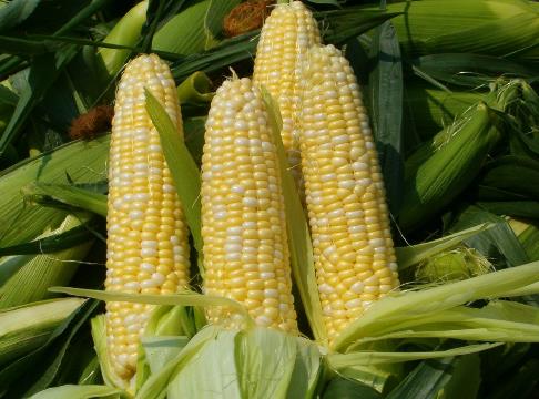 玉米的營養價值-玉米的功效與作用