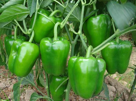 青椒的營養價值-青椒的功效與作用