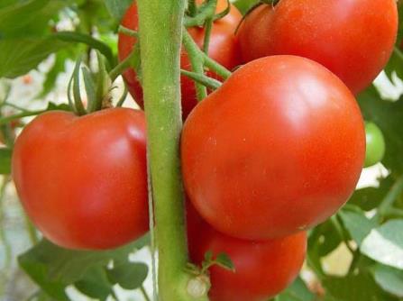 西紅柿的營養價值-西紅柿的功效與作用