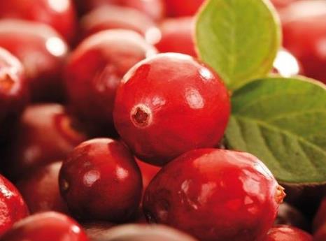 蔓越莓的營養價值-蔓越莓的功效與作用