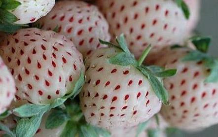 菠蘿莓的營養價值-菠蘿莓的功效與作用