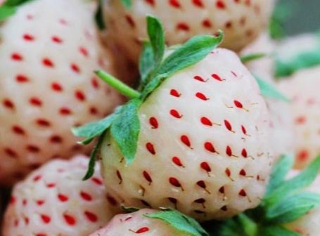 菠蘿莓的營養價值、功效與作用、食用禁忌