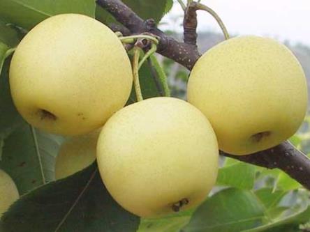 梨的營養價值、功效與作用、食用禁忌