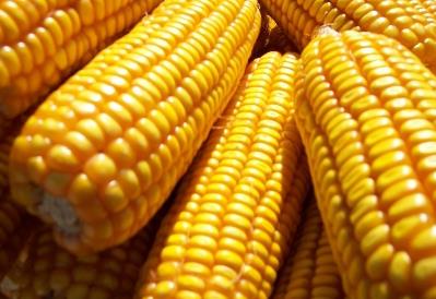 秋季多吃玉米有什麼好處？玉米的功效與作用